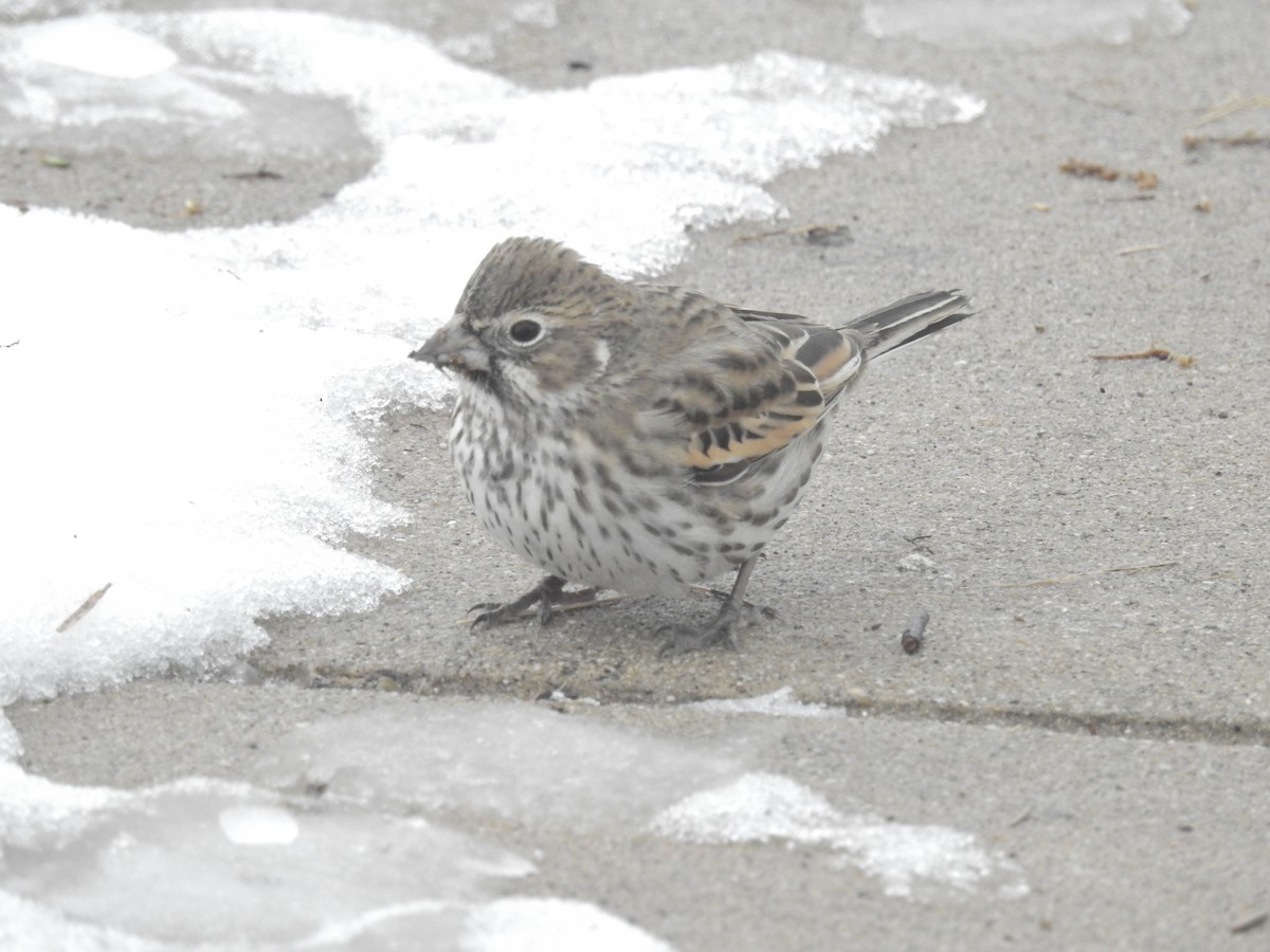 Lark Bunting - Charles Sontag
