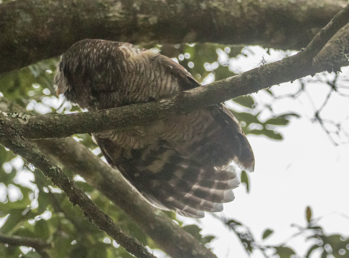 African Wood-Owl - Robert Bochenek