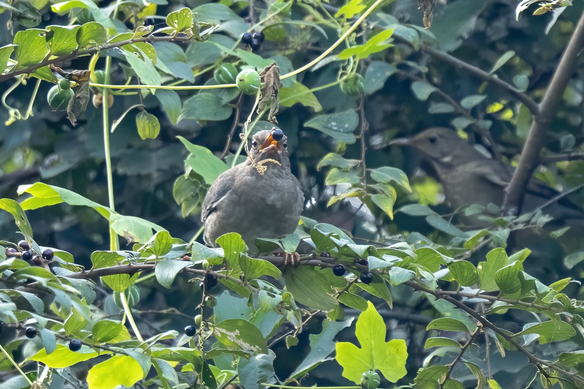 Indian Blackbird - ML202284261