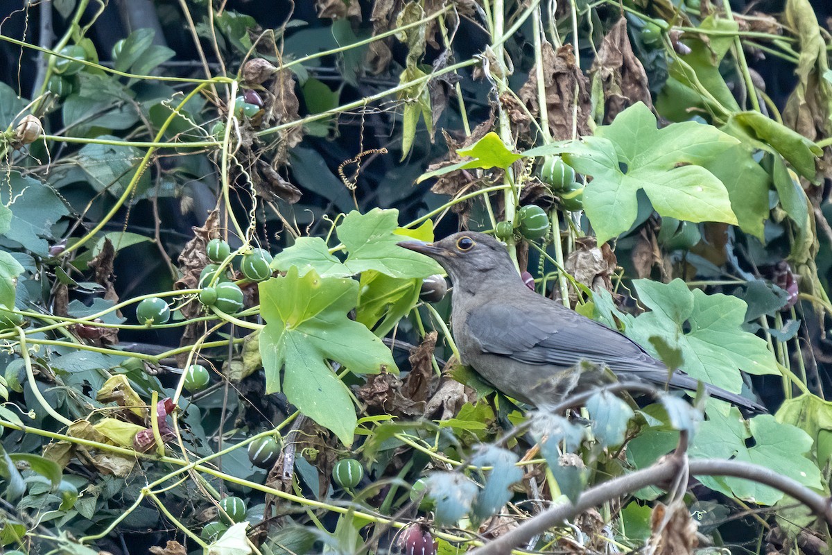 Indian Blackbird - ML202284321