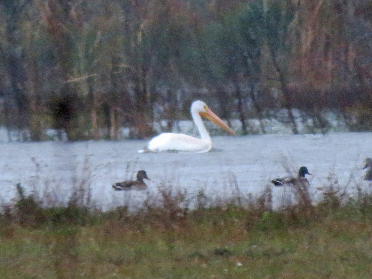 American White Pelican - ML20228591