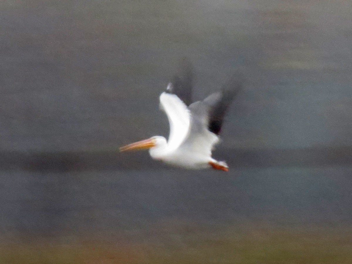 American White Pelican - ML20228601