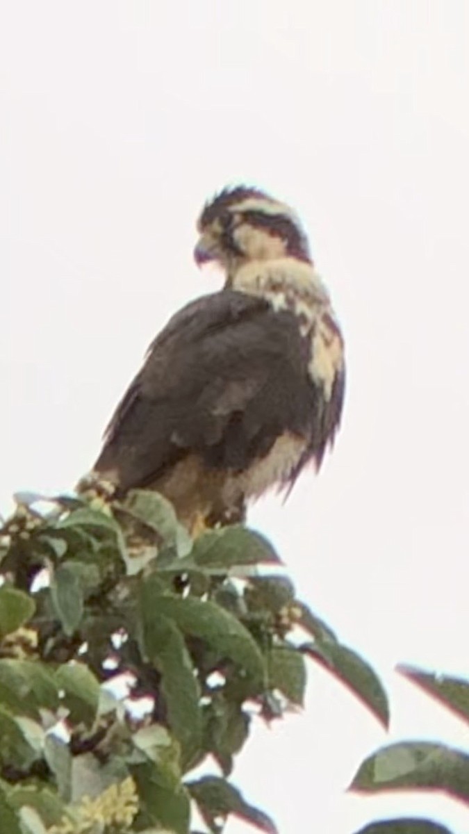Aplomado Falcon - ML202286191