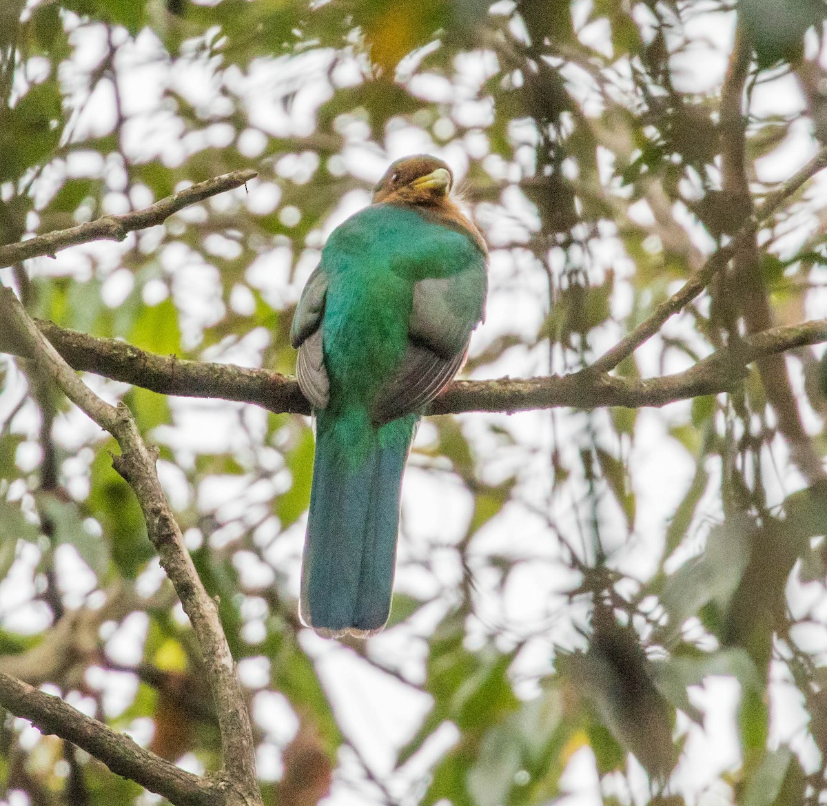 trogon africký - ML202286301