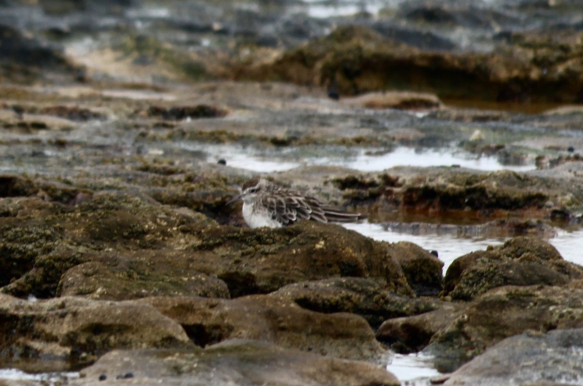 Sharp-tailed Sandpiper - ML202286341