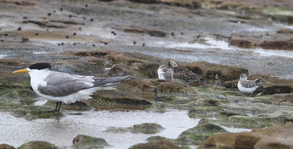 Sharp-tailed Sandpiper - ML202286391