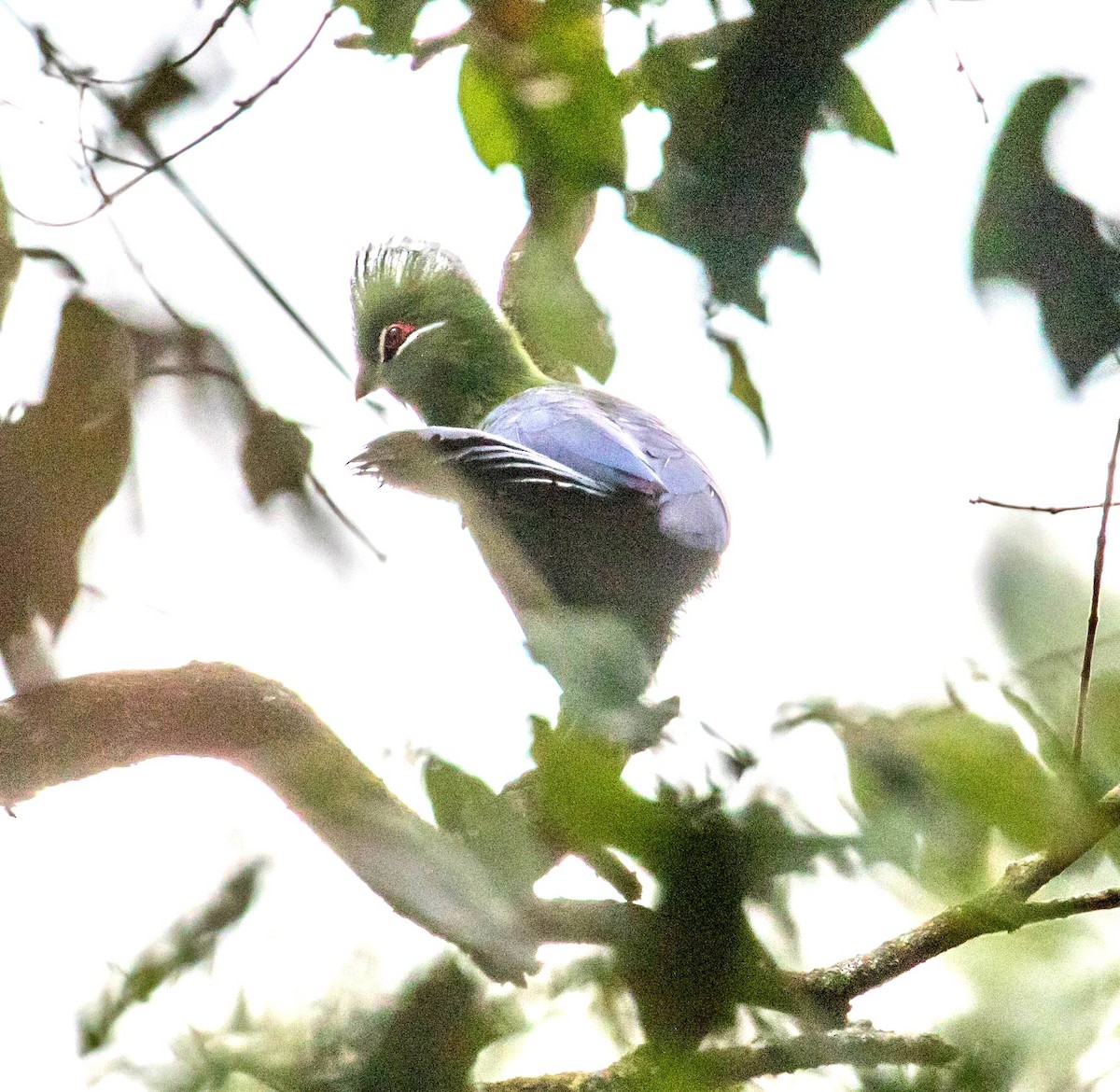 Knysna Turaco - Robert Bochenek