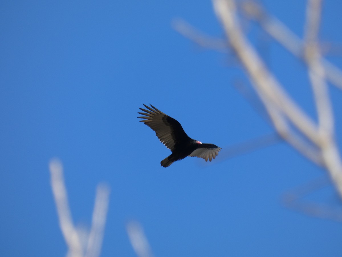 Turkey Vulture - ML202287291