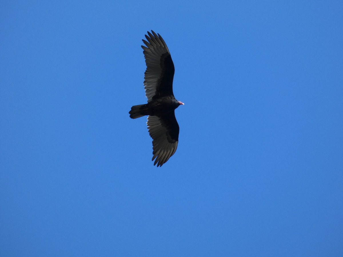 Turkey Vulture - ML202287341