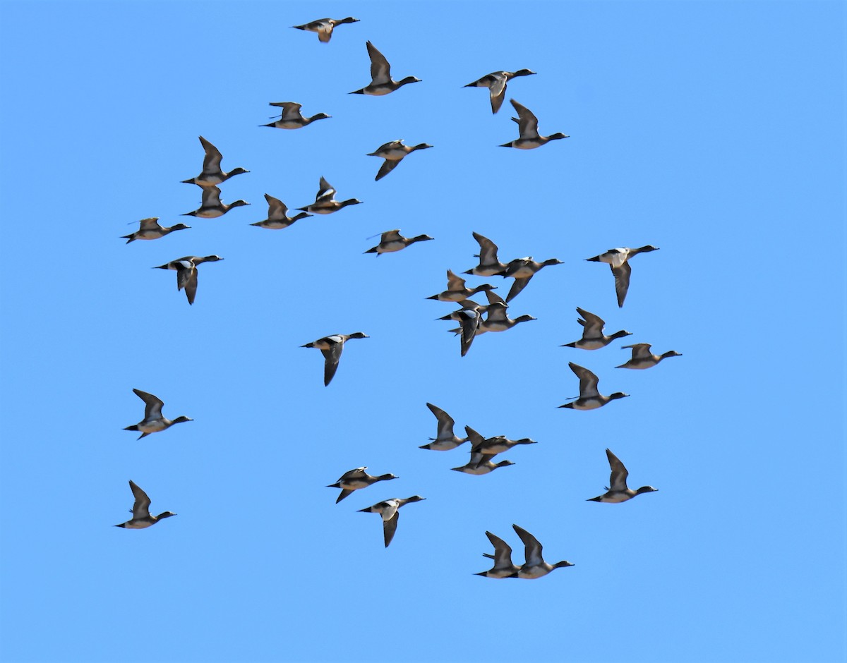 American Wigeon - Pam Vercellone-Smith