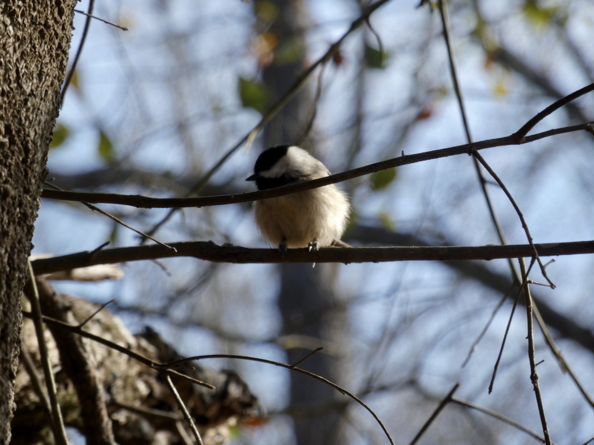 Carolina Chickadee - ML202287601