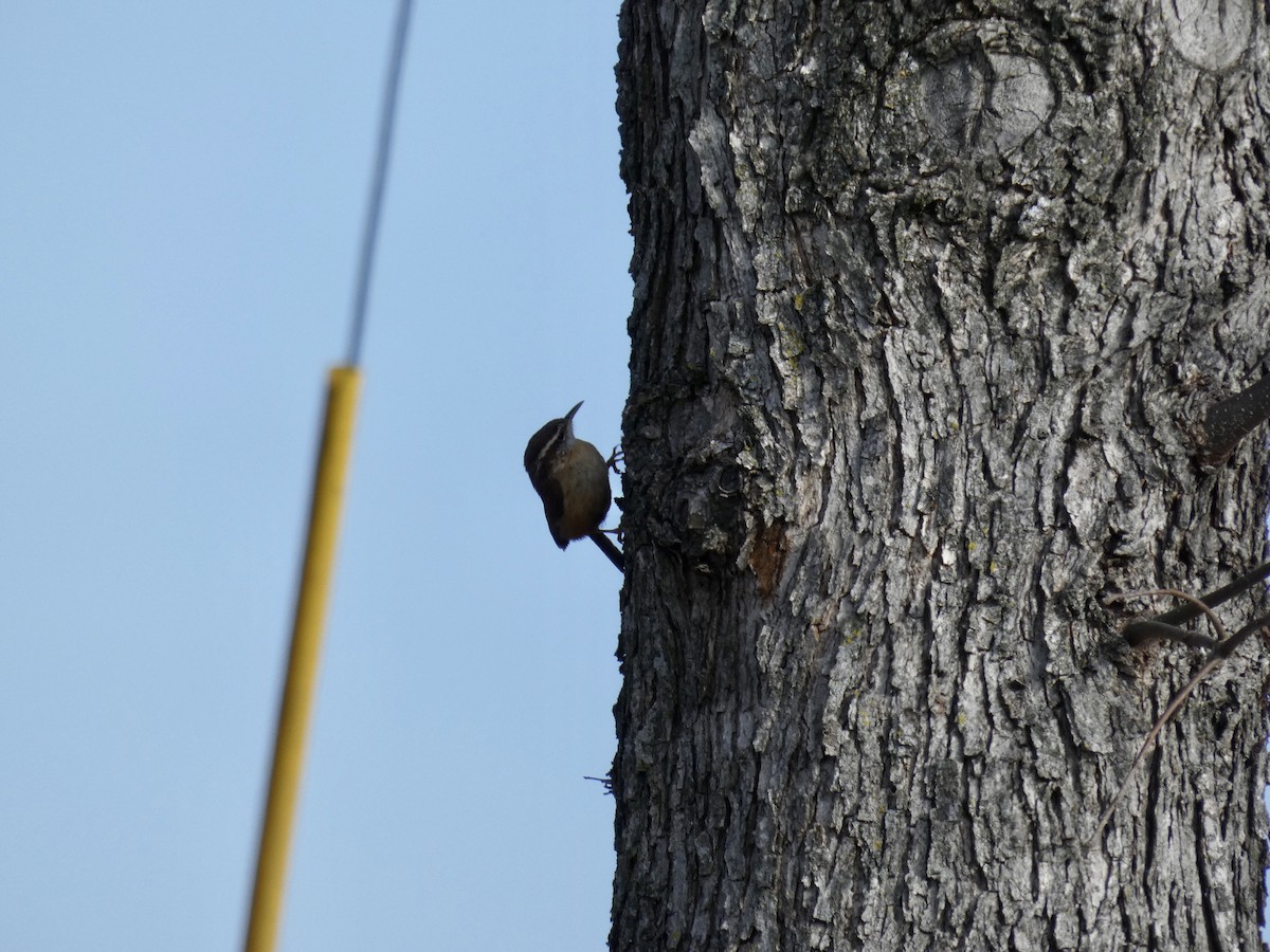 Carolina Wren - ML202287801