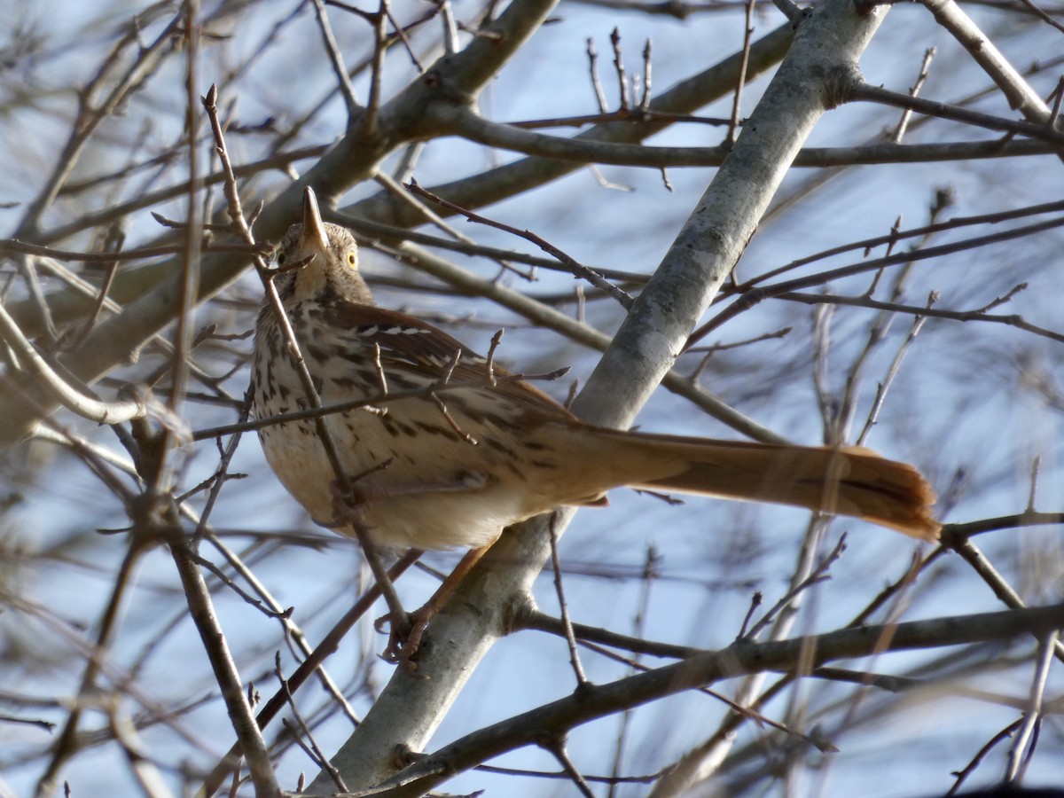 Brown Thrasher - ML202287841