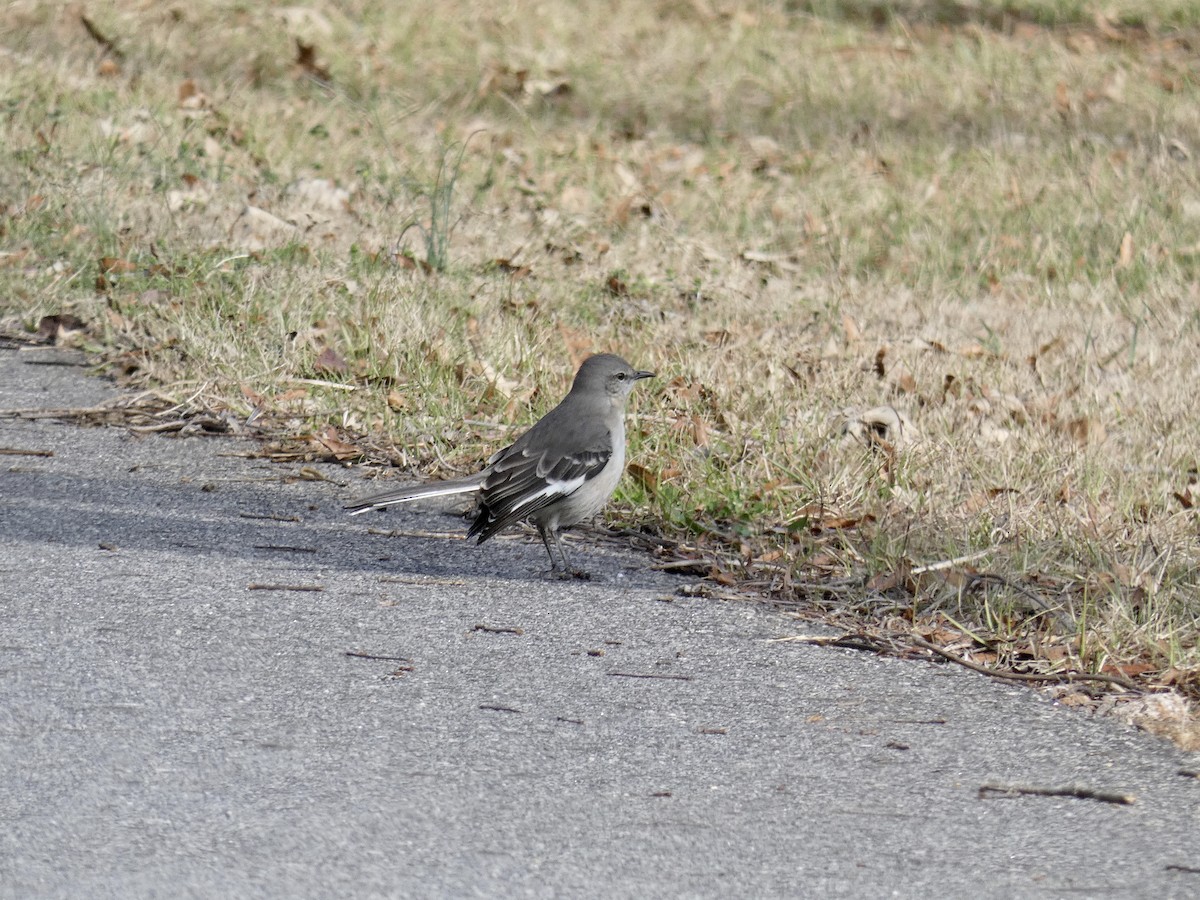 Northern Mockingbird - ML202287861