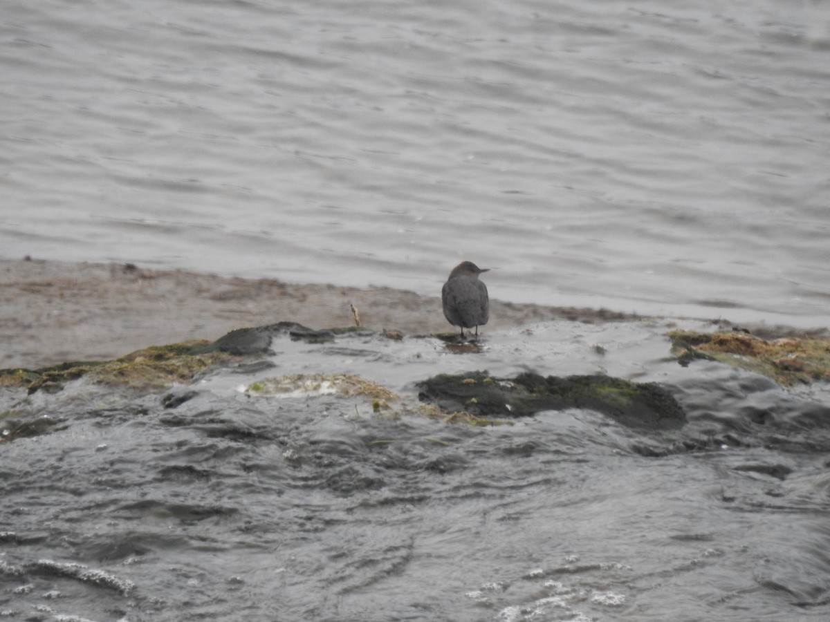 American Dipper - ML202288251