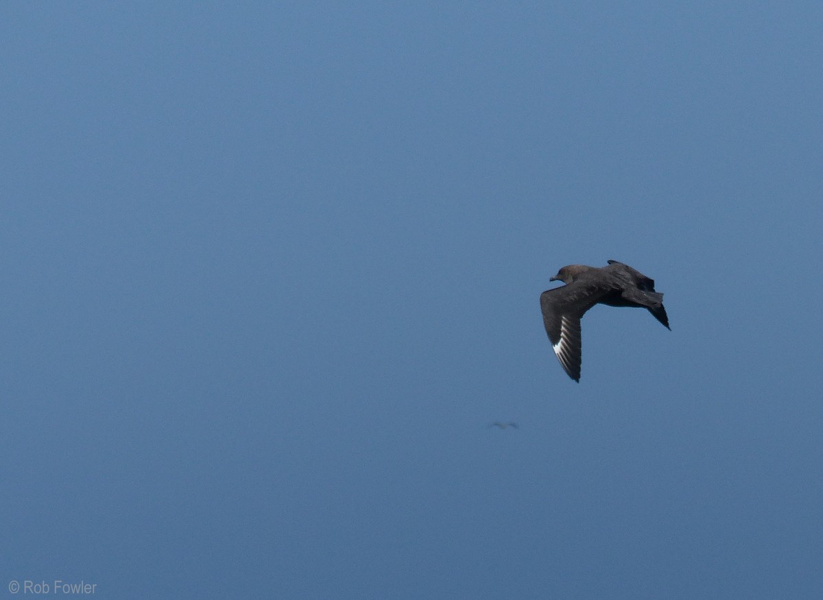 South Polar Skua - ML20228901