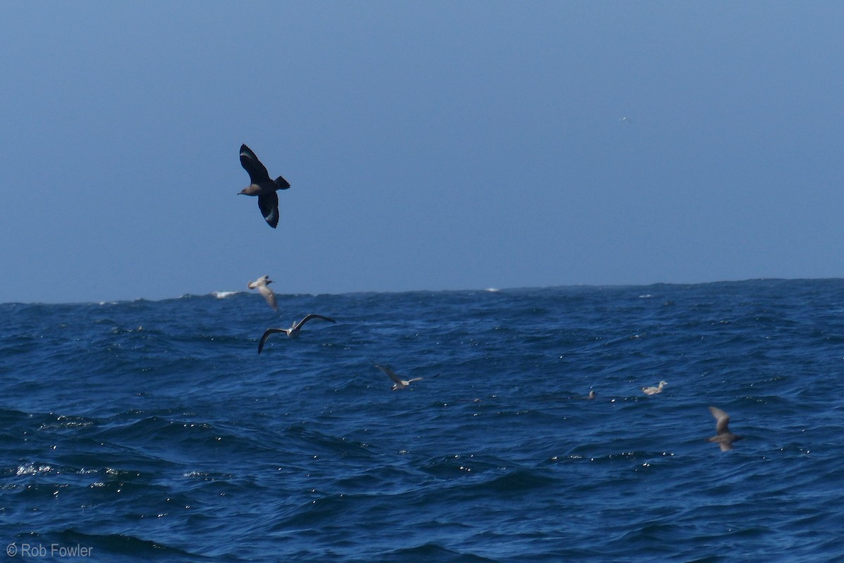 South Polar Skua - ML20228921