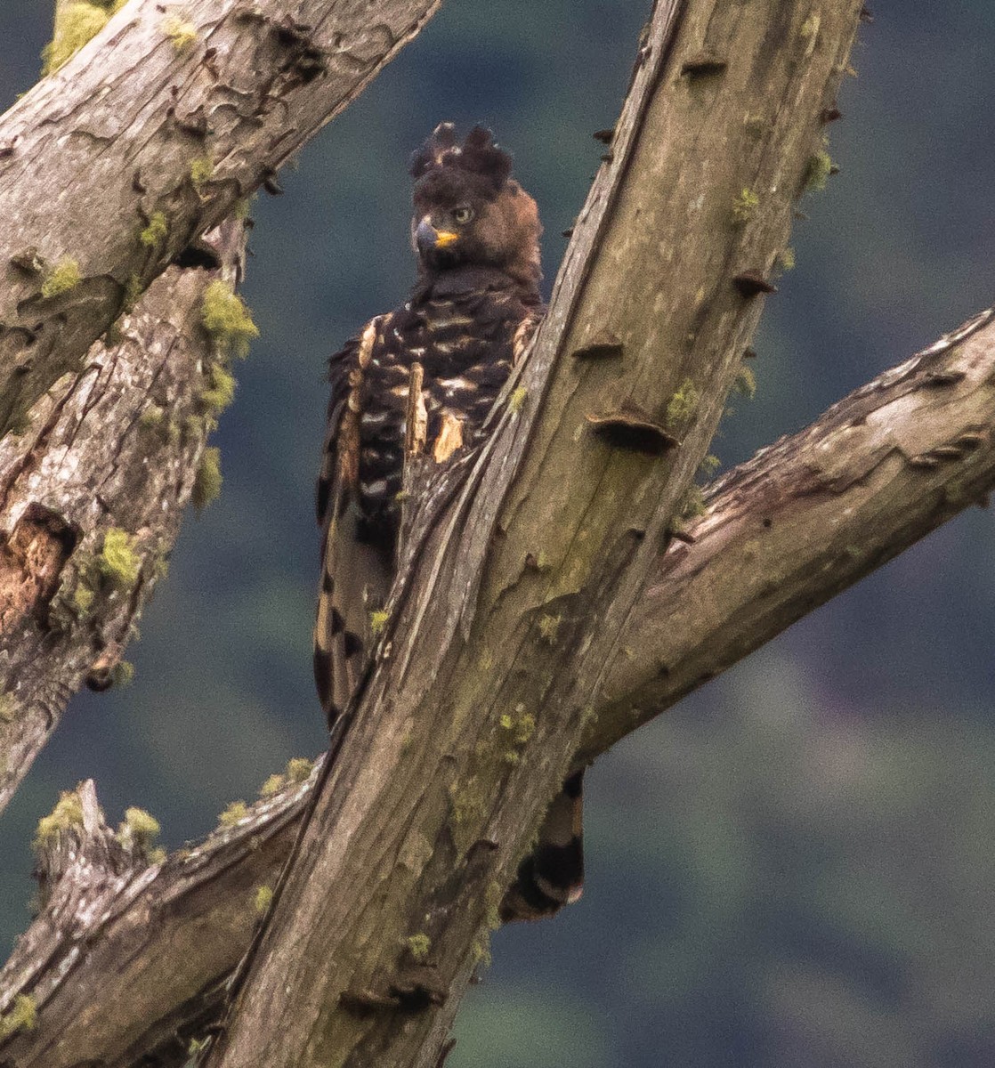 Crowned Eagle - Robert Bochenek