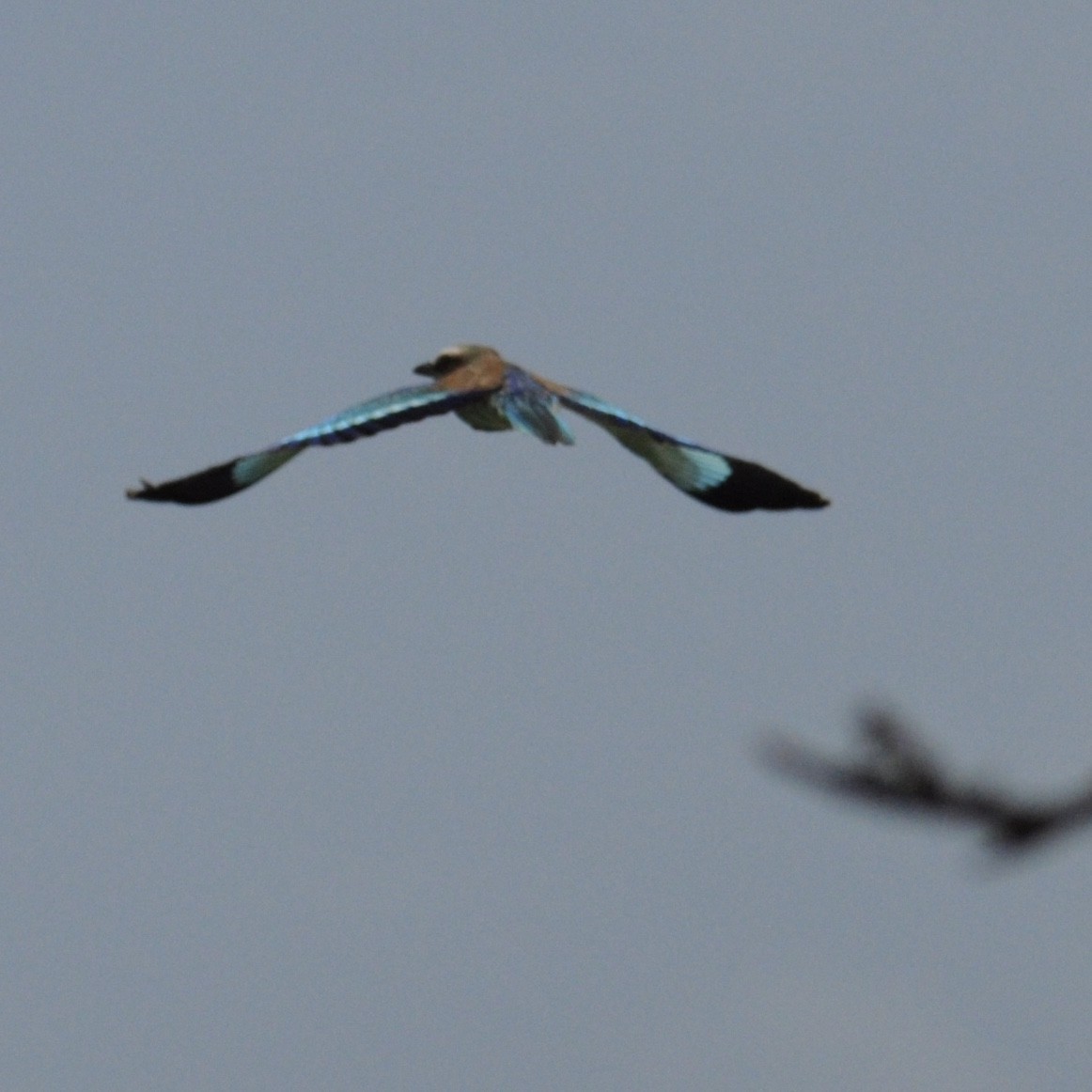 Lilac-breasted Roller - ML202290181