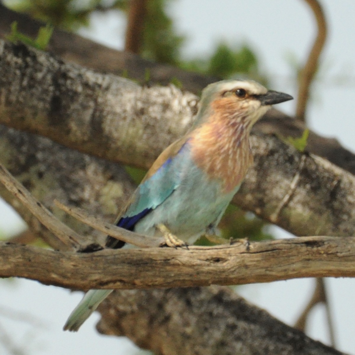 Lilac-breasted Roller - ML202290201