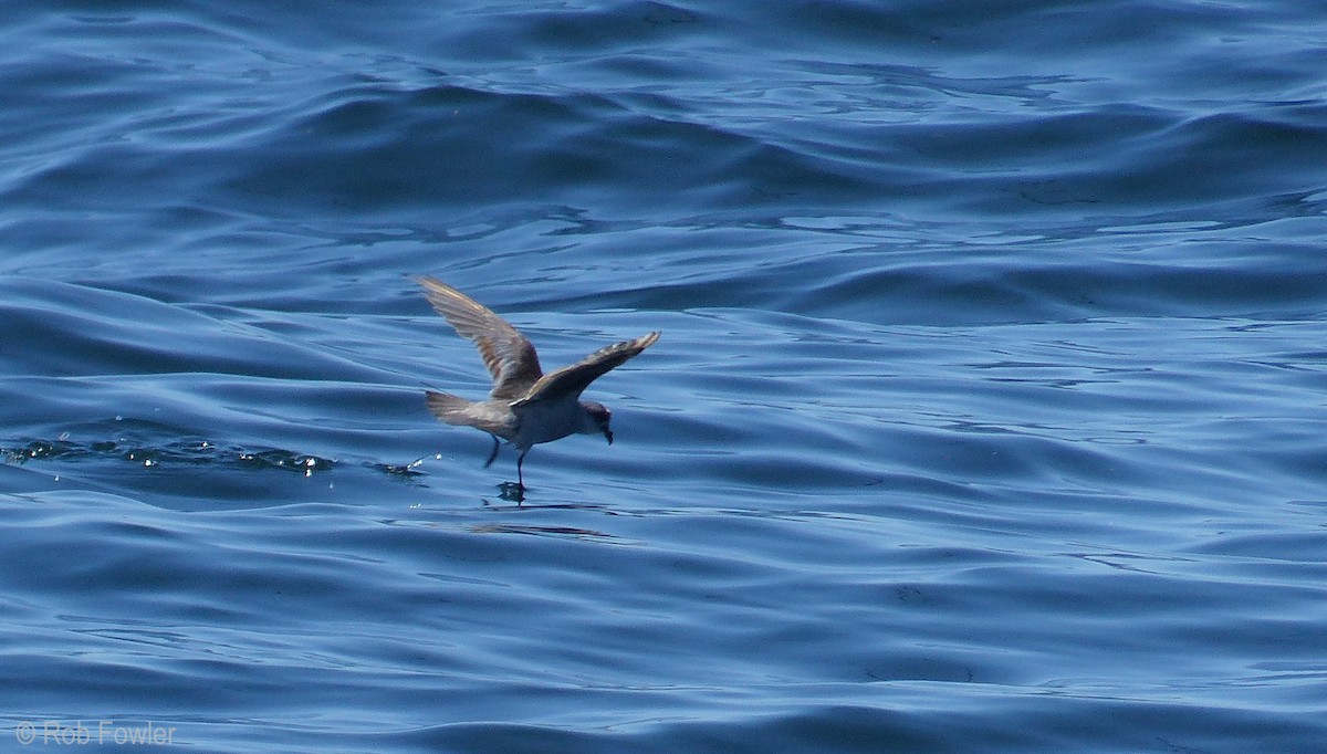 Fork-tailed Storm-Petrel - Rob Fowler