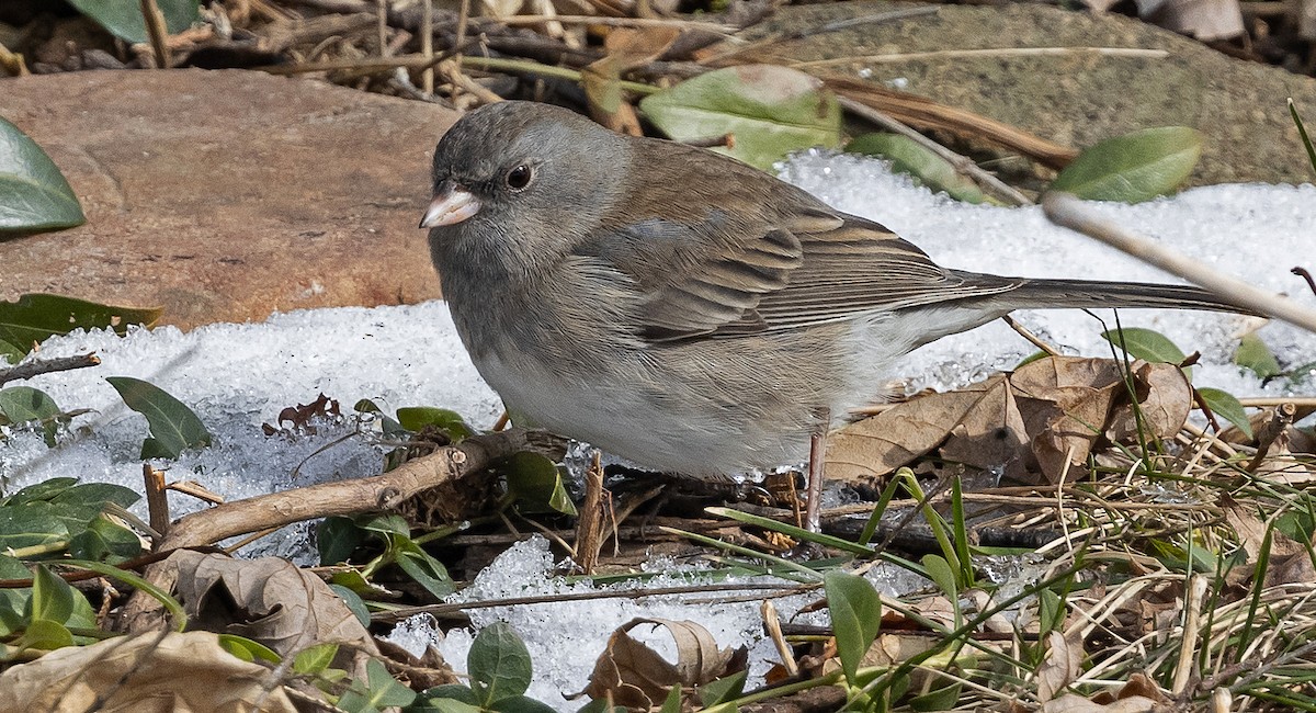 Junco ardoisé - ML202290291