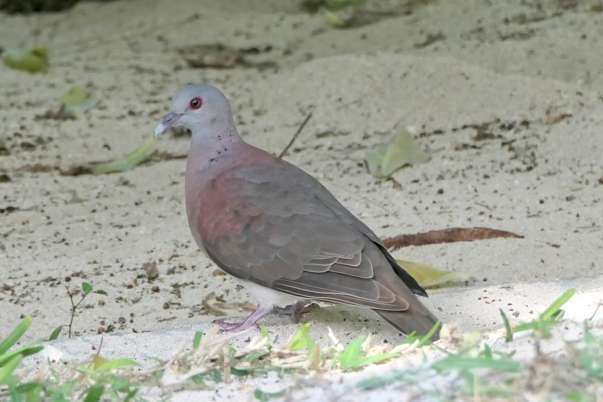 Malagasy Turtle-Dove - Ray Turnbull