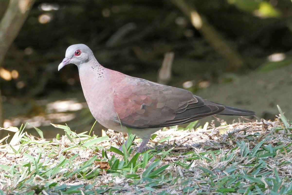 Malagasy Turtle-Dove - Ray Turnbull