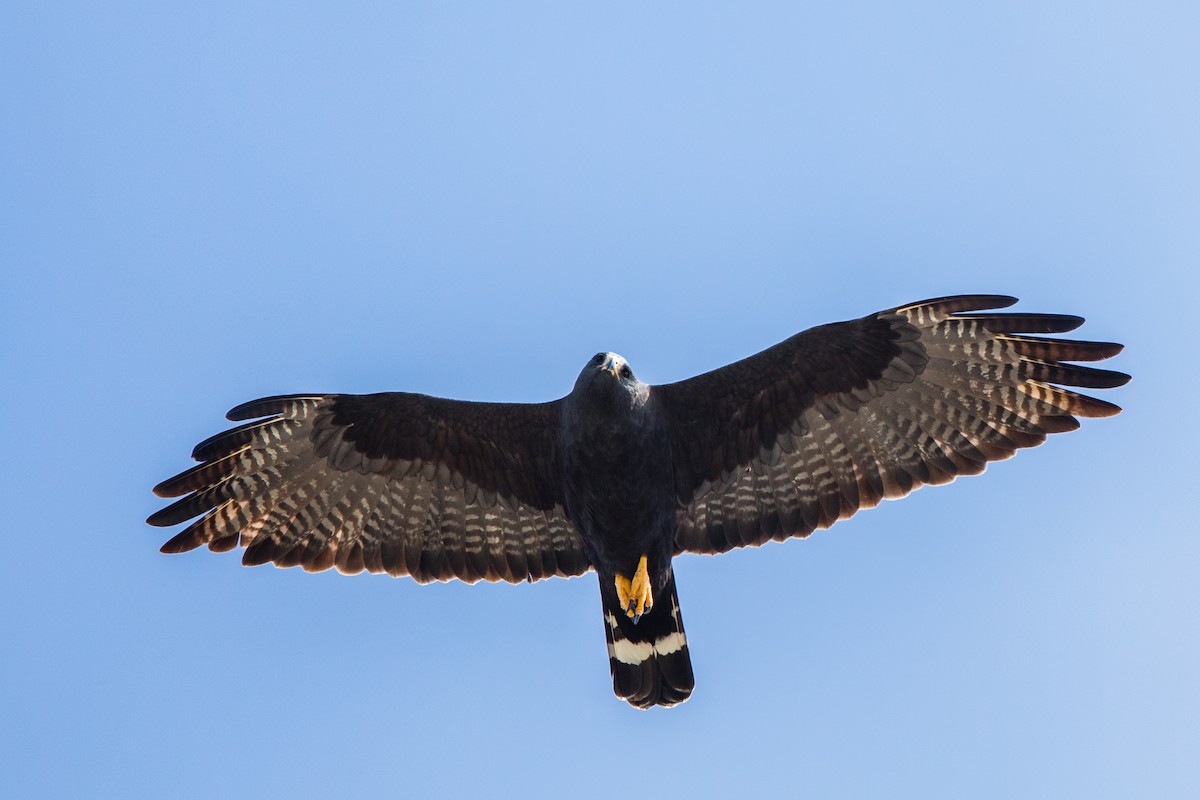 Zone-tailed Hawk - Rhys Marsh