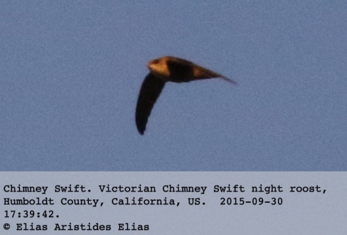 Chimney Swift - Elias Aristides Elias