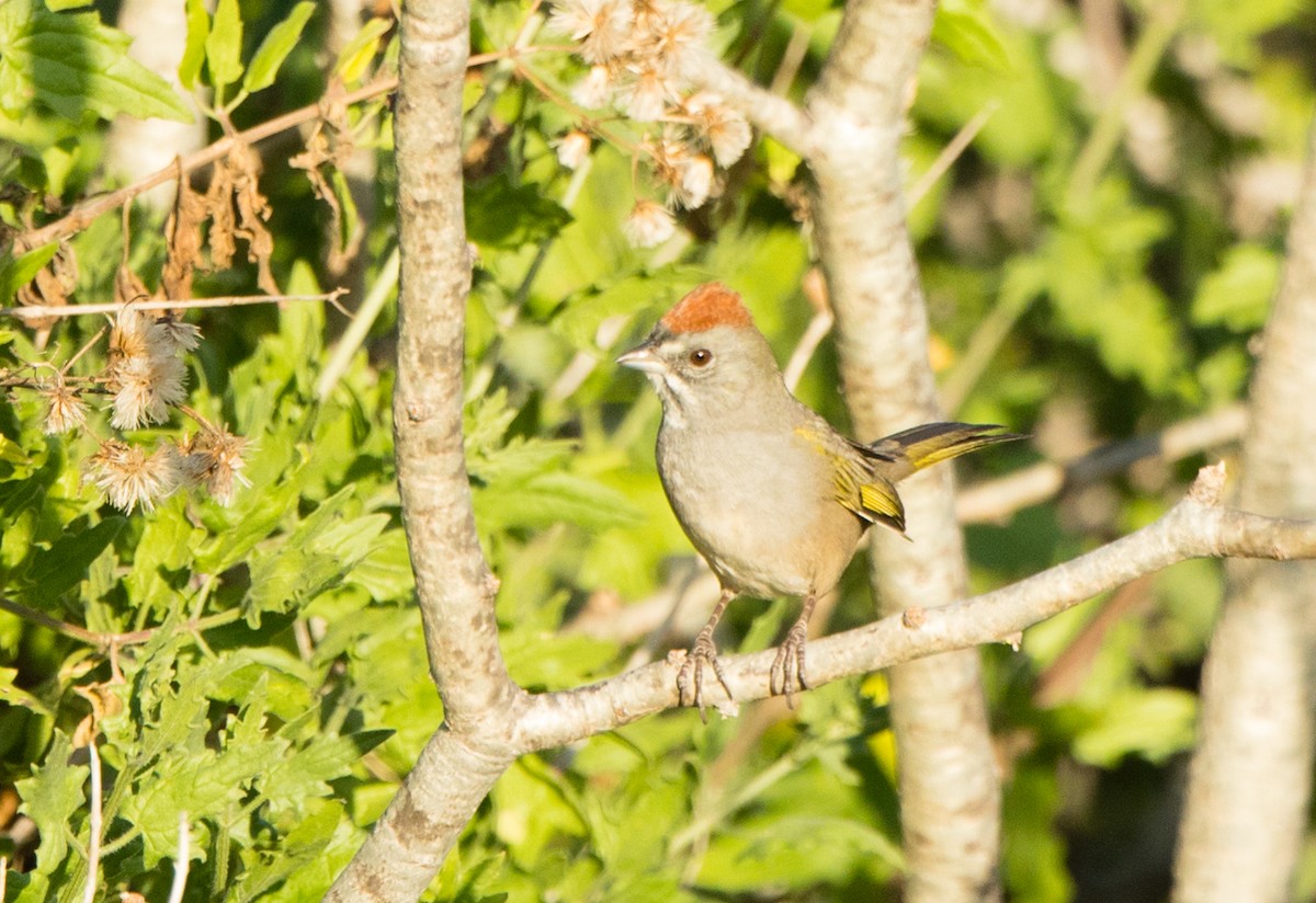 Green-tailed Towhee - ML202291351