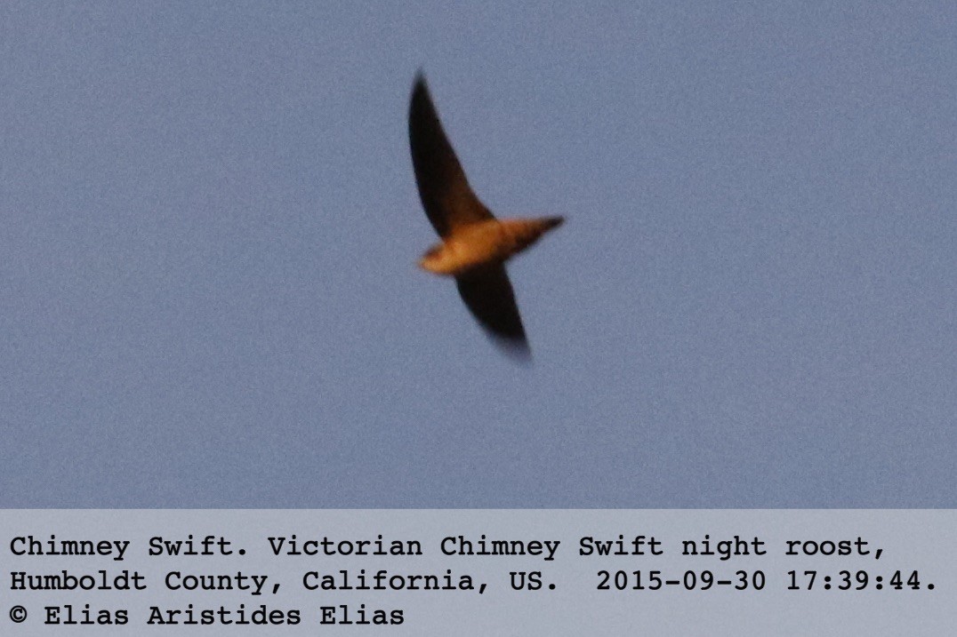 Chimney Swift - ML20229141