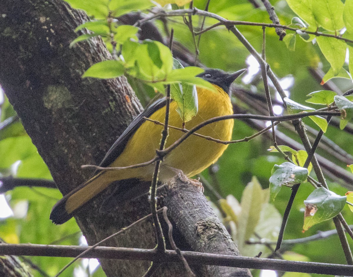 White-starred Robin - ML202291551