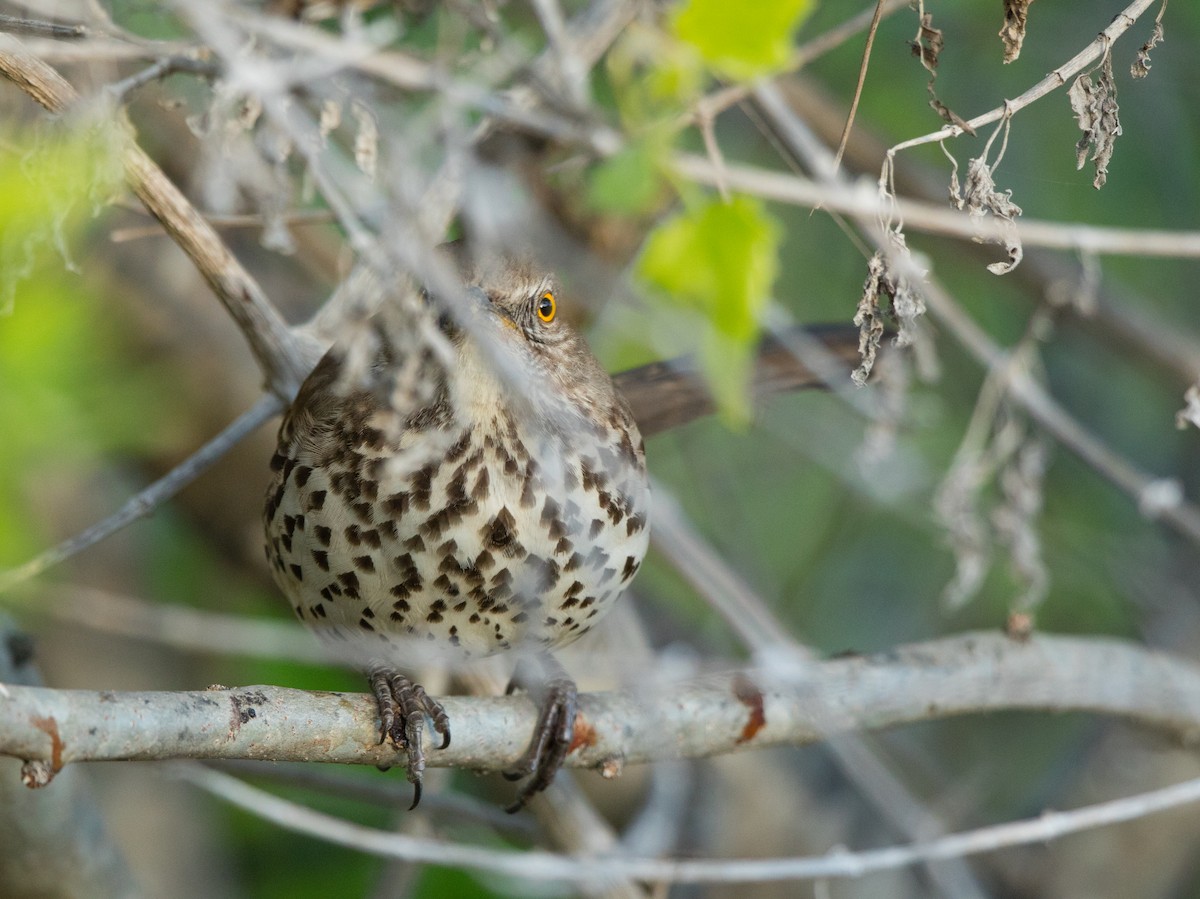 Gray Thrasher - Rhys Marsh