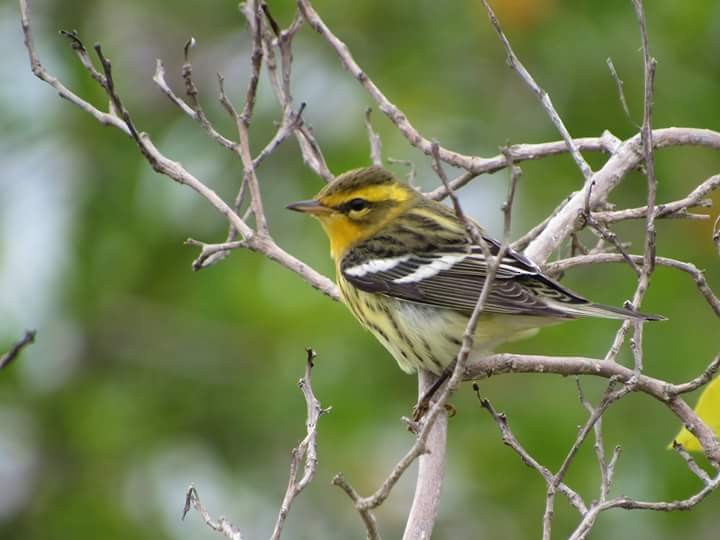 Blackburnian Warbler - ML20229301