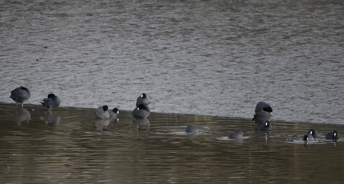 American Coot - ML202293071