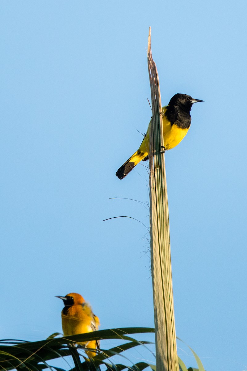 Oriole jaune-verdâtre - ML202293801