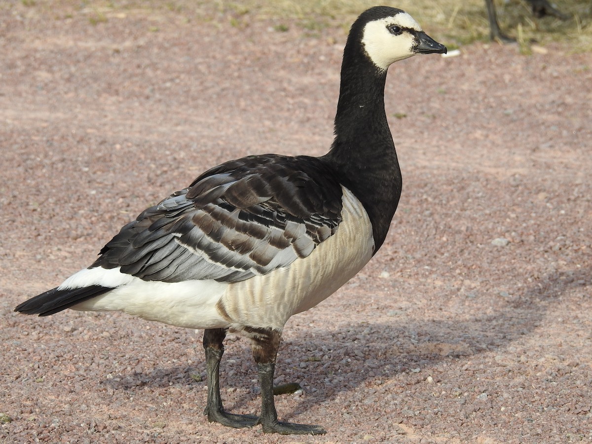 Barnacle Goose - ML202294721