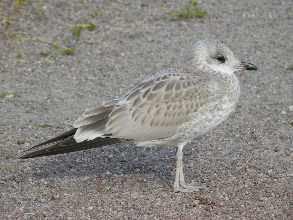 Common Gull - ML202294731