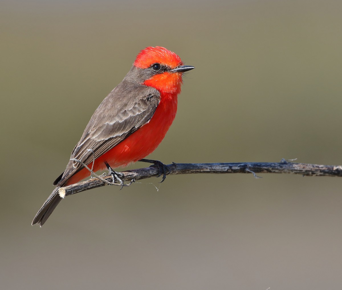 Vermilion Flycatcher - Keith Watson