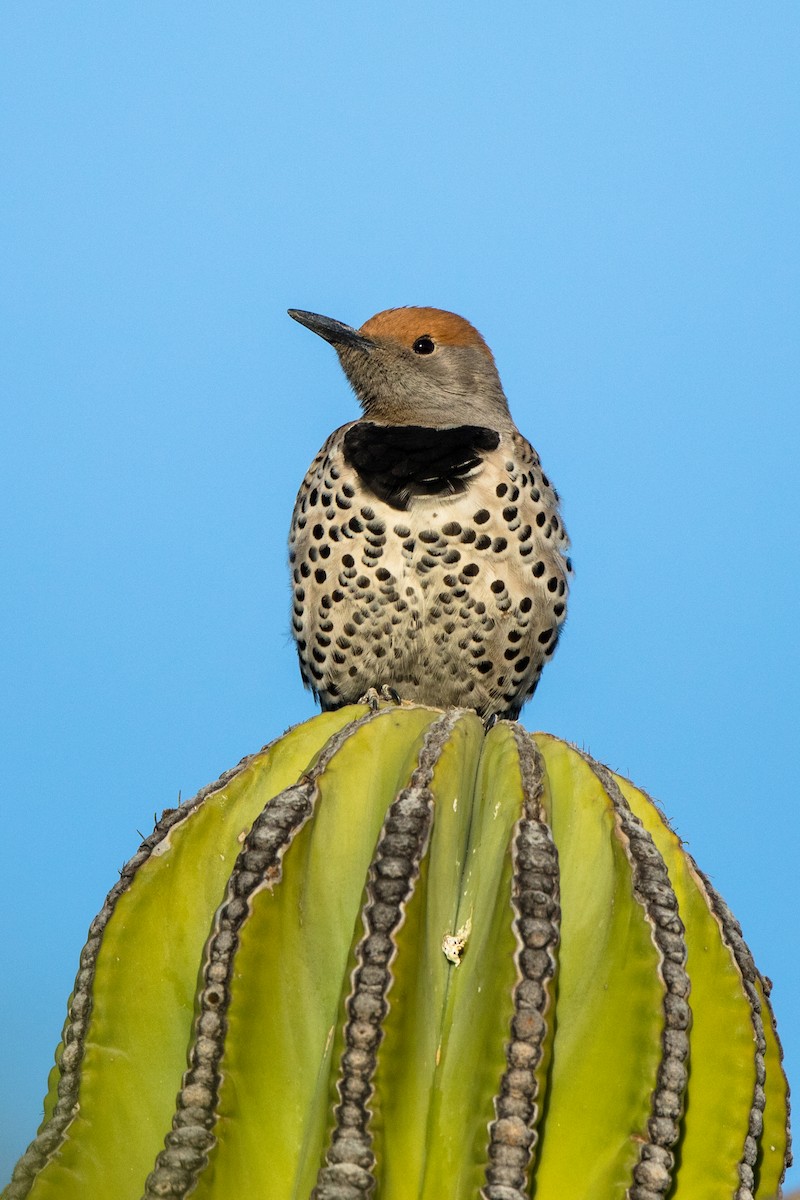 Gilded Flicker - ML202295601