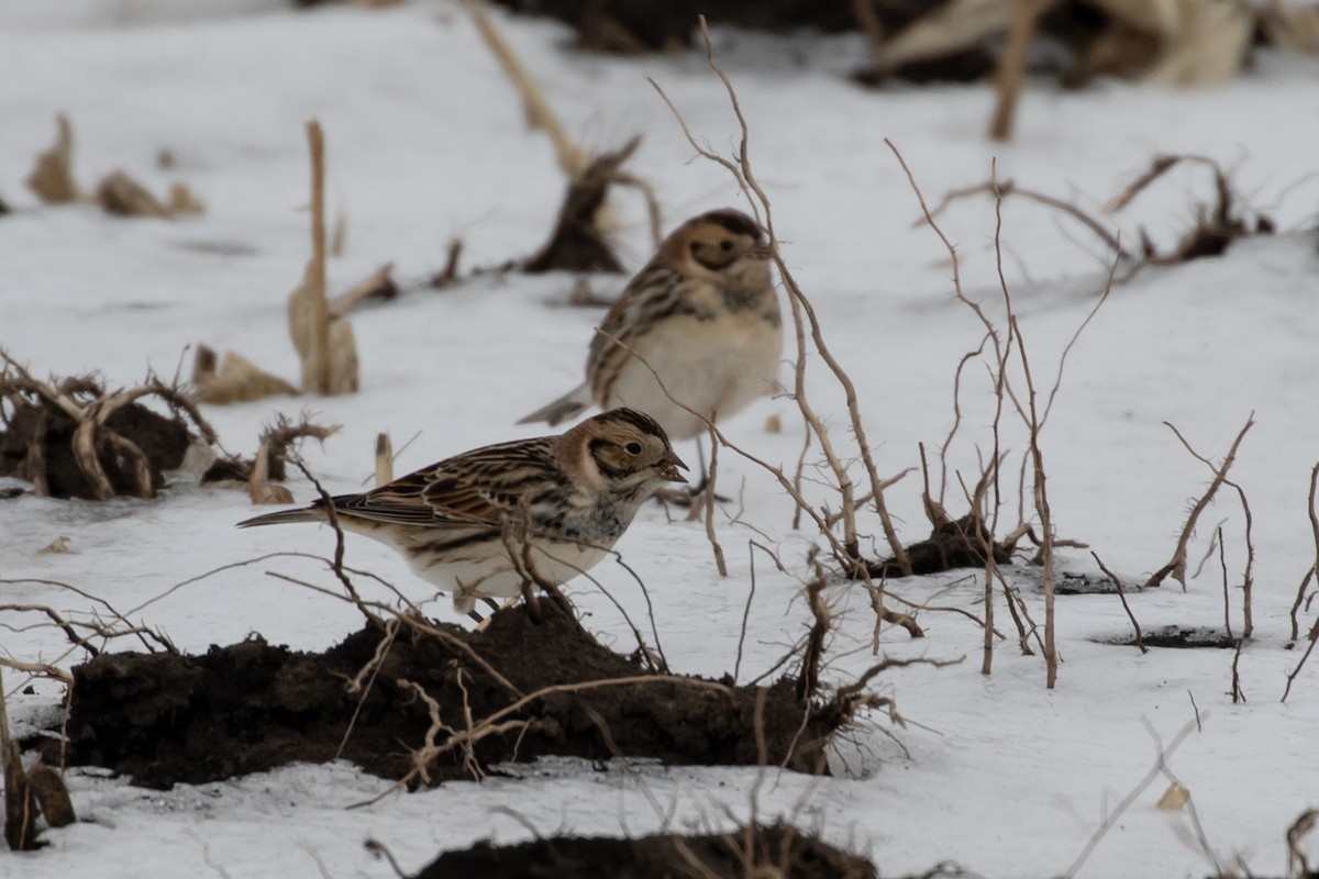 Lapland Longspur - Ryan Mandelbaum