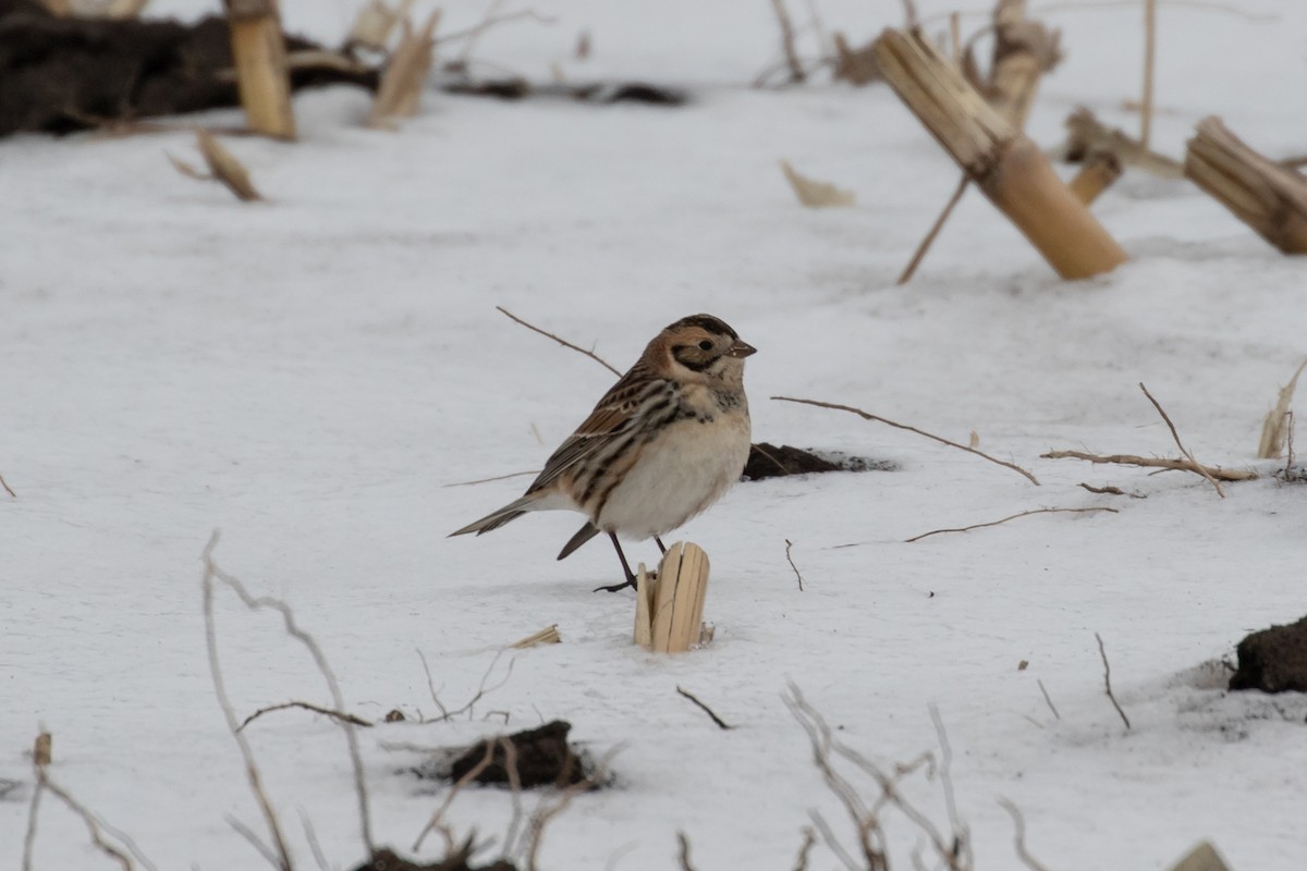 Lapland Longspur - Ryan Mandelbaum