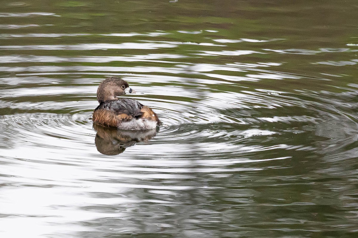 Pied-billed Grebe - Larry Hickey