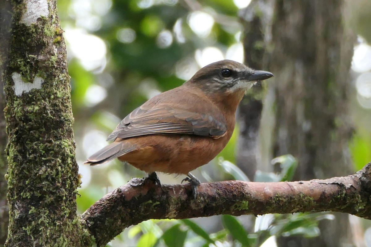 Mauritius Cuckooshrike - Ray Turnbull