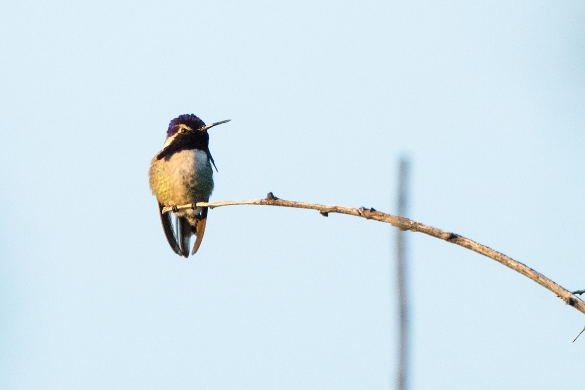 Colibri de Costa - ML202297361