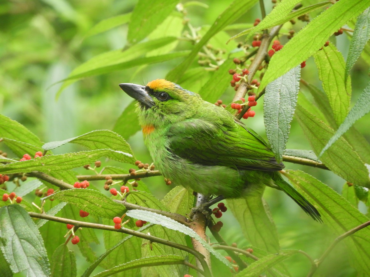 Flame-fronted Barbet - Rendhika Putra