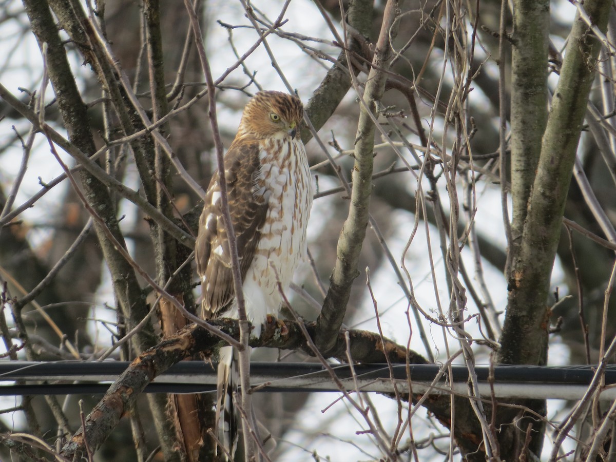 jestřáb americký - ML202298471