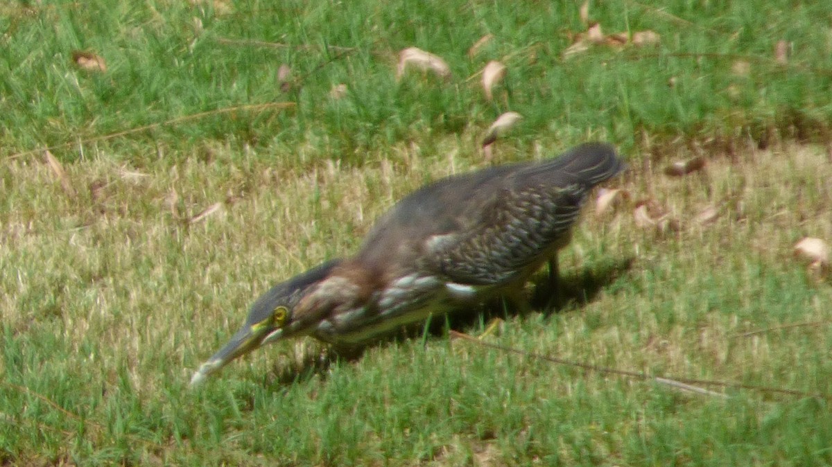 Green Heron - ML20229921