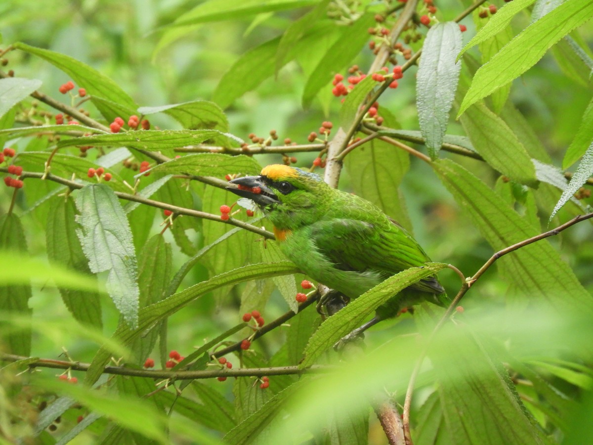 Turuncu Alınlı Barbet - ML202299251